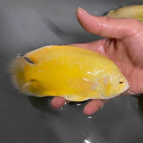豬仔魚 飼養